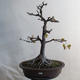 Vonkajšie bonsai - Javor klenie - Acer platanoides - 1/2