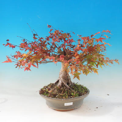 Vonkajšie bonsai - Javor dlaňolistý - Acer palmatum