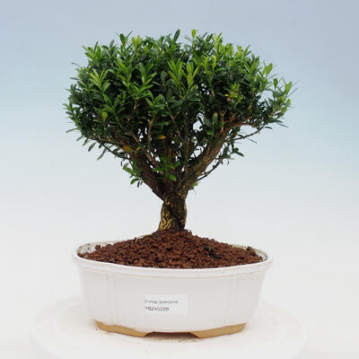 Izbová bonsai - Buxus harlandii - korkový buxus - 1