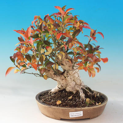 Vonkajší bonsai- Bršlen európsky - euonimus - 1