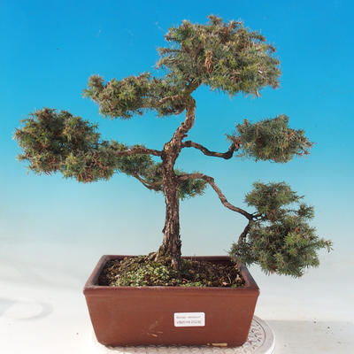 Vonkajšie bonsai - Cypruštek hrachonosný - Chamacyparis pisifera sqarosa dumosa
