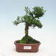 Izbová bonsai - Buxus harlandii - korkový buxus - 1/3