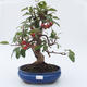 Vonkajšie bonsai - Malus halliana - Maloplodé jabloň - 1/4