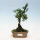 Izbová bonsai - Buxus harlandii - korkový buxus - 1/3
