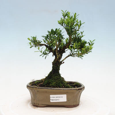 Izbová bonsai - Buxus harlandii - korkový buxus - 1