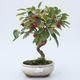 Vonkajšie bonsai - Malus halliana - Maloplodé jabloň - 1/3