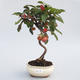 Vonkajšie bonsai - Malus halliana - Maloplodé jabloň - 1/3