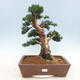 Vonkajšie bonsai - Juniperus chinensis -Jalovec čínsky - 1/5