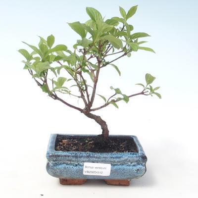 Vonkajšie bonsai - Drieň - Cornus mas VB2020-512 - 1