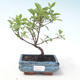 Vonkajšie bonsai - Drieň - Cornus mas VB2020-512 - 1/2