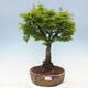 Vonkajší bonsai -Javor dlaňovitolistý Acer palmatum Shishigashira - 1/7
