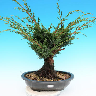 Yamadori Juniperus chinensis - borievka - 1