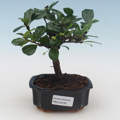 Pokojová bonsai - Carmona macrophylla - Čaj fuki PB2191530 - 1
