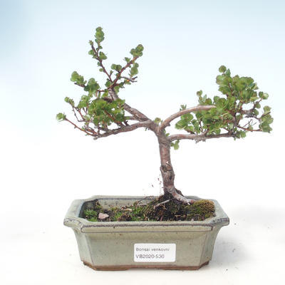 Vonkajšie bonsai - breza trpasličí - Betula NANA VB2020-530 - 1