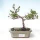 Vonkajšie bonsai - breza trpasličí - Betula NANA VB2020-530 - 1/2