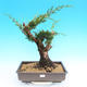 Yamadori Juniperus chinensis - borievka - 1/6