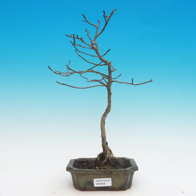 Vonkajší bonsai -Ulmus GLABRA - Brest horský
