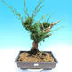Yamadori Juniperus chinensis - borievka - 1/5