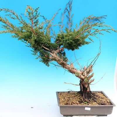 Yamadori Juniperus chinensis - borievka - 1