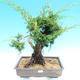 Yamadori Juniperus chinensis - borievka - 1/6