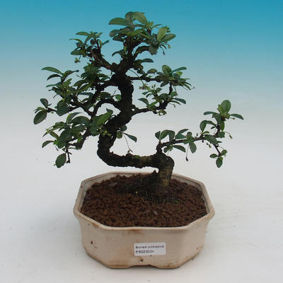 Bonsai v miestnosti - Carmona macrophylla - Tea fuki