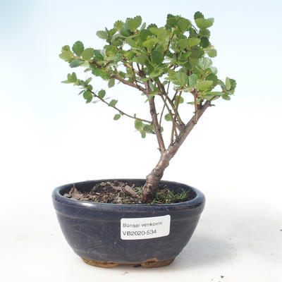 Vonkajšie bonsai - breza trpasličí - Betula NANA VB2020-534 - 1