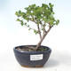 Vonkajšie bonsai - breza trpasličí - Betula NANA VB2020-534 - 1/2