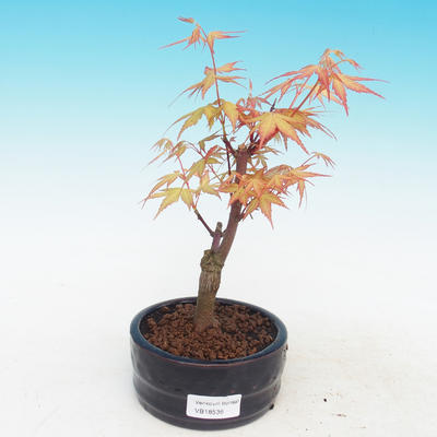 Vonkajšia bonsai-Acer Sango Koku- Javor dlaňolistý - 1