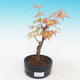 Vonkajšia bonsai-Acer Sango Koku- Javor dlaňolistý - 1/2