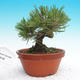 Pinus thunbergii - Borovica thunbergova - 1/4