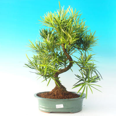 Izbová bonsai - Podocarpus - kamenný tis - 1