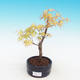 Vonkajšia bonsai-Acer Sango Koku- Javor dlaňolistý - 1/2