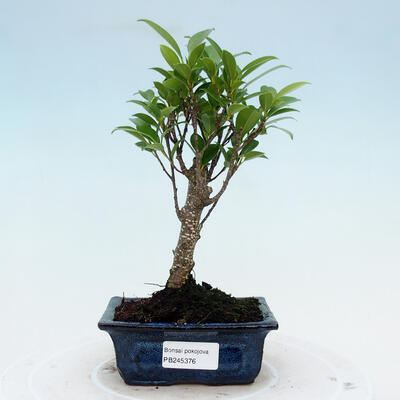 Izbová bonsai - Ficus retusa - malolistý fikus - 1