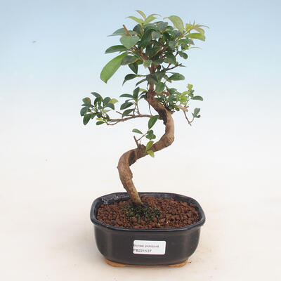 Izbová bonsai - Austrálska čerešňa - Eugenia uniflora