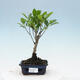 Izbová bonsai - Ficus retusa - malolistý fikus - 1/2
