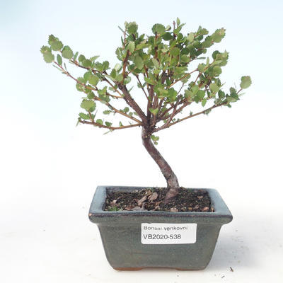 Vonkajšie bonsai - breza trpasličí - Betula NANA VB2020-538 - 1