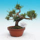 Pinus thunbergii - Borovica thunbergova - 1/4