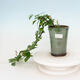 Izbová bonsai - Grewia occidentalis - Hviezdica levanduľová - 1/4