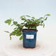 Izbová bonsai - Grewia occidentalis - Hviezdica levanduľová - 1/4