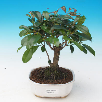 Izbová bonsai - Eugenia unoflora - Austrálska čerešňa - 1