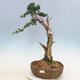Vonkajšie bonsai - Juniperus chinensis -Jalovec čínsky - 1/6