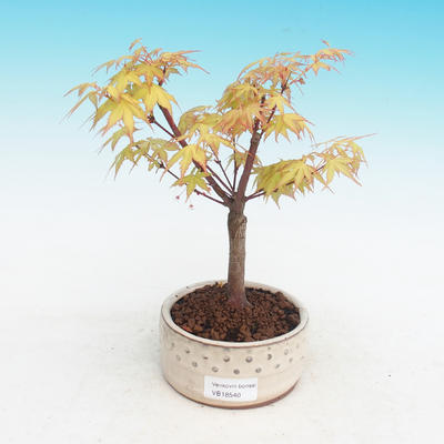 Vonkajšia bonsai-Acer Sango Koku- Javor dlaňolistý - 1
