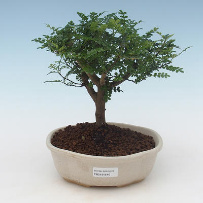 Pokojová bonsai - Zantoxylum piperitum - Pepřovník PB2191540 - 1