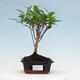 Izbová bonsai - Ficus retusa - malolistý fikus - 1/2