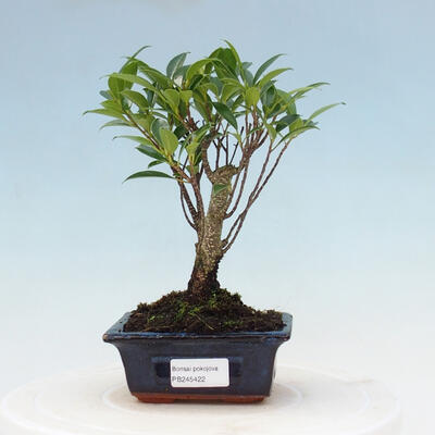 Izbová bonsai - Ficus retusa - malolistý fikus - 1