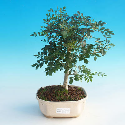 Izbová bonsai - Fraxinus uhdeii - izbový Jaseň