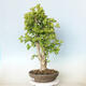 Vonkajší bonsai - Jinan dvojlaločný - Ginkgo biloba - 1/3