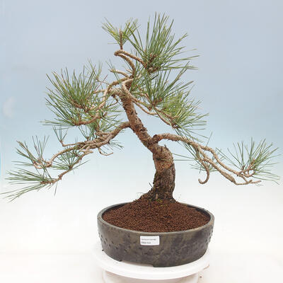 Vonkajší bonsai - Pinus sylvestris Watereri - Borovica lesná - 1
