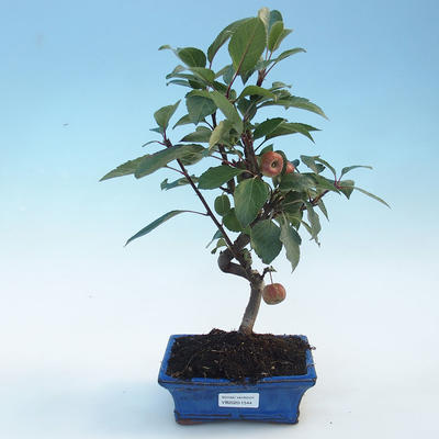 Vonkajšie bonsai - Malus halliana - Maloplodé jabloň - 1