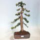 Vonkajší bonsai - Taxus cuspidata - Tis japonský - 1/6